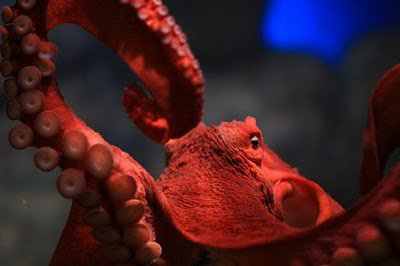 animal vermelho animal vermelho